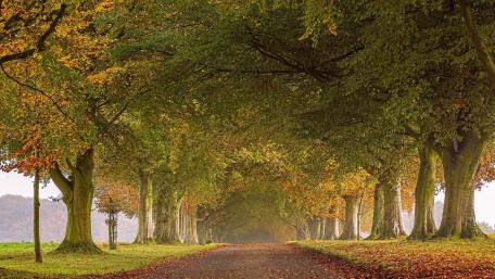 Autumnal Tree Lane Serenity wallpaper