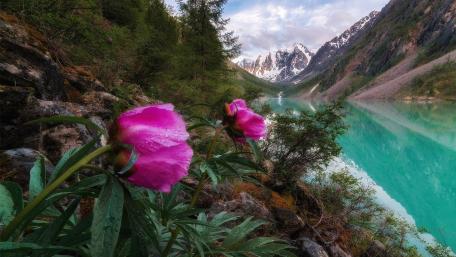 Serene Mountain Lake with Vibrant Flowers wallpaper