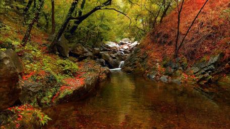 Autumn Serenity in a Forest Stream wallpaper