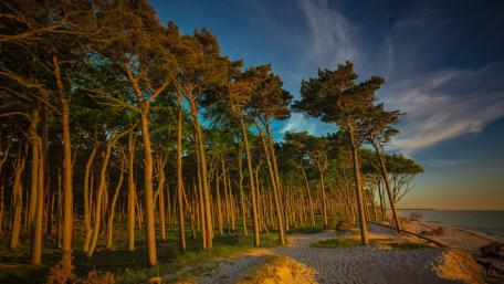 Tranquil Shoreline Beneath Tall Pines wallpaper