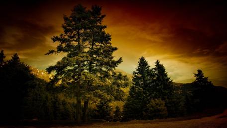 Golden Afterglow Over Evergreen Trees wallpaper