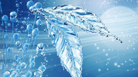 Water leaf wallpaper