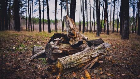 log in a forest wallpaper