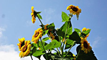 Sunflowers blooming during summer wallpaper