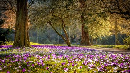 Blooming Carpet in Serene Park wallpaper