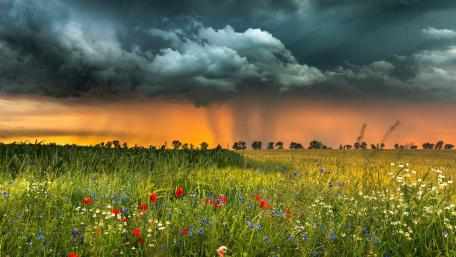 Stormy Skies Over a Vibrant Field wallpaper