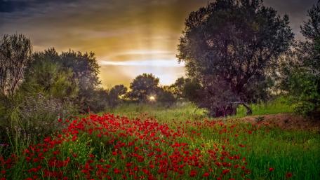 Vibrant Poppy Field at Sunset wallpaper