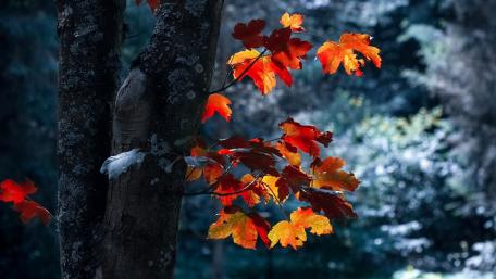 A Maple Tree wallpaper