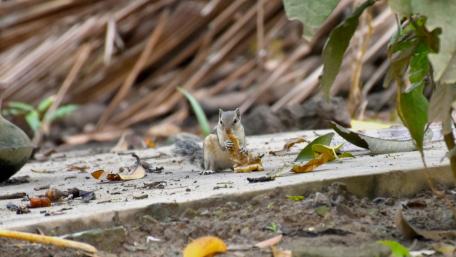 cute little squirrel wallpaper