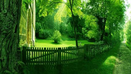 Summer Serenity Pathway in Green Nature wallpaper