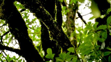 Mossy trunk wallpaper