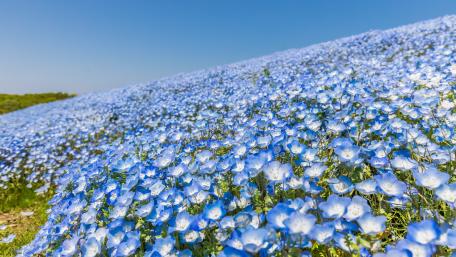 Baby Blue Eye blossom (Hitachi Seaside Park, Japan) wallpaper
