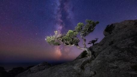 Lone Tree Under the Starry Milky Way Night Sky wallpaper