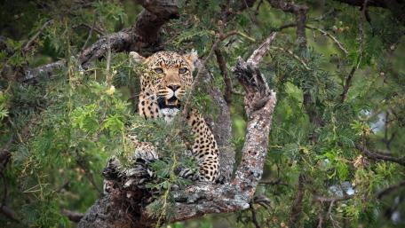 Majestic Leopard in Its Natural Habitat wallpaper