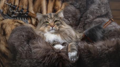 Majestic Cat in Plush Surroundings wallpaper