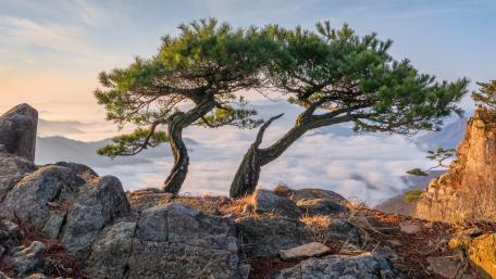 Serene Twin Trees Overlooking a Misty Landscape wallpaper