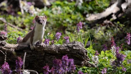 Cute Stoat Surrounded by Colorful Flowers wallpaper