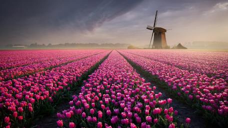 Breathtaking Tulip Fields in Springtime Beauty wallpaper