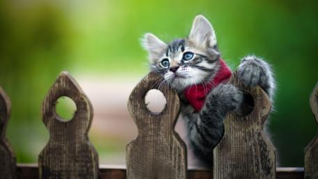 Curious Kitten with a Red Bow Tie wallpaper