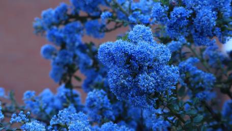Blue Floral Splendor in Bloom wallpaper