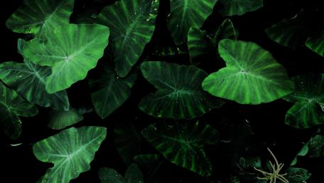 Leaves Full Of Life wallpaper