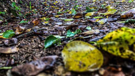 Wet leaves wallpaper