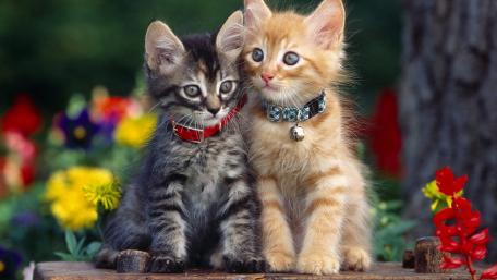 Adorable Kitten Duo in a Flower Garden wallpaper