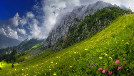 Vibrant Wildflower Meadow near Majestic Mountains wallpaper