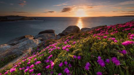 Vibrant Sunset Over a Flower Carpet by the Sea wallpaper