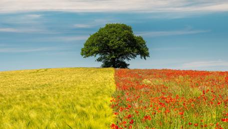 Solitary Tree in a Vibrant Landscape wallpaper