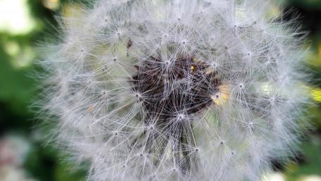 dandelion wallpaper