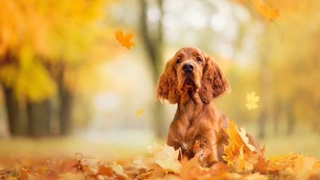 English Cocker Spaniel in fallen leaves wallpaper