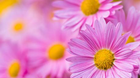 Delicate Pink Chrysanthemums Blossoming in Harmony wallpaper