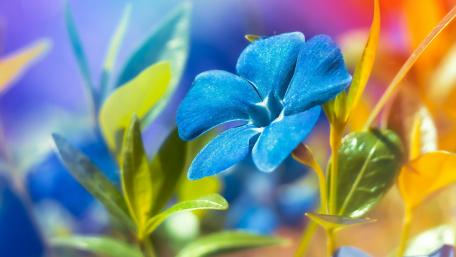 Vibrant Blue Catharanthus Flowers Brighten Any Space wallpaper
