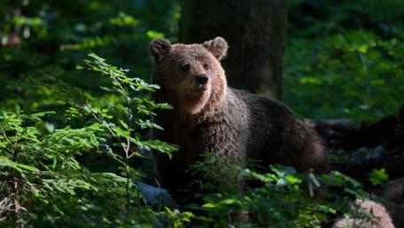 Majestic Bear in a Sunlit Forest Scene wallpaper