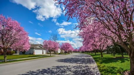 Blooming Cherry Blossoms in Springtime Cityscape wallpaper