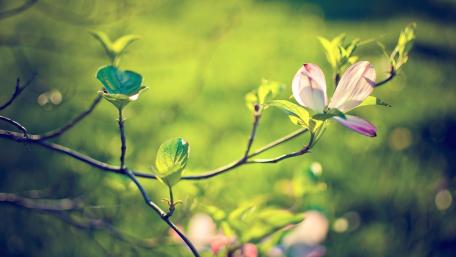 Blurry Spring Blossoms in Nature’s Embrace wallpaper