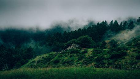 Mysterious Misty Forestscape wallpaper