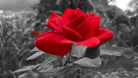 Rose wallpaper