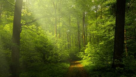 Beautiful Forest wallpaper
