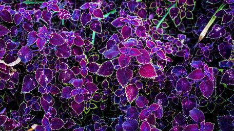 Red nettles wallpaper