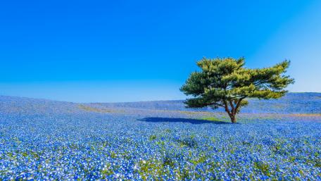 A sea of blue nemophila plants in bloom wallpaper