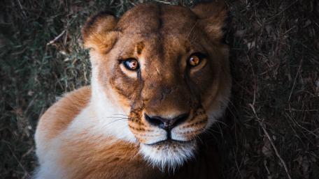 Majestic Gaze of a Lioness wallpaper