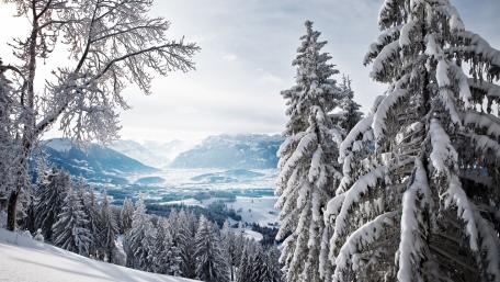 Winter Wonderland with Snow-Covered Trees wallpaper