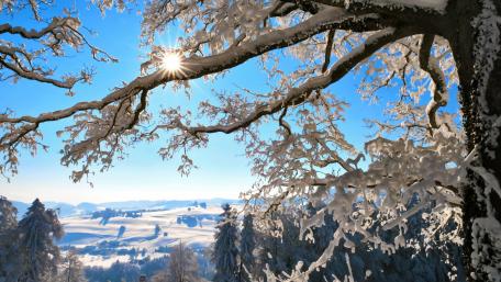 Winter Wonderland Illuminated by Sunlight wallpaper