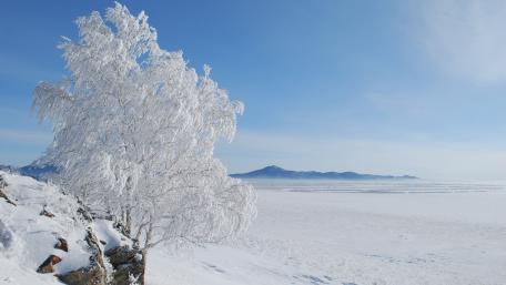Serene Winter Wonderland with Snowy Tree wallpaper