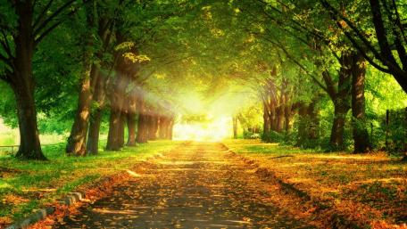 Enchanted Tree Tunnel Street wallpaper