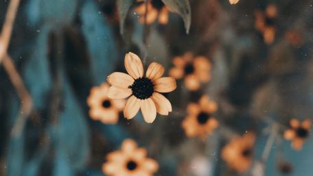 Golden Blooms in a Dreamy Blur wallpaper