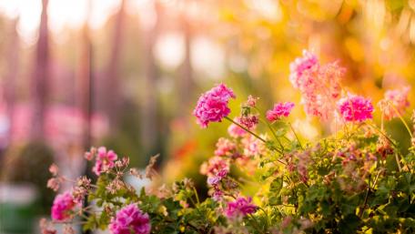 Pink Geranium Bliss in Sunlit Garden wallpaper