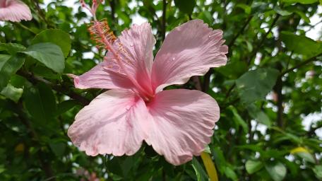 Pink Hibiscus Flower in Full Bloom wallpaper